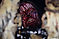 Filename=_DSC0124Belphegor.JPG
Filesize=83KiB
Dimensions=1024x679
Date added=Oct 22, 2012 _DSC0124Belphegor.JPG